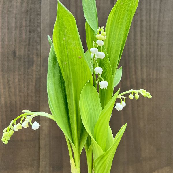 花苗 観葉植物：スズラン*鈴蘭＜2023年開花終了＞ | 観葉植物