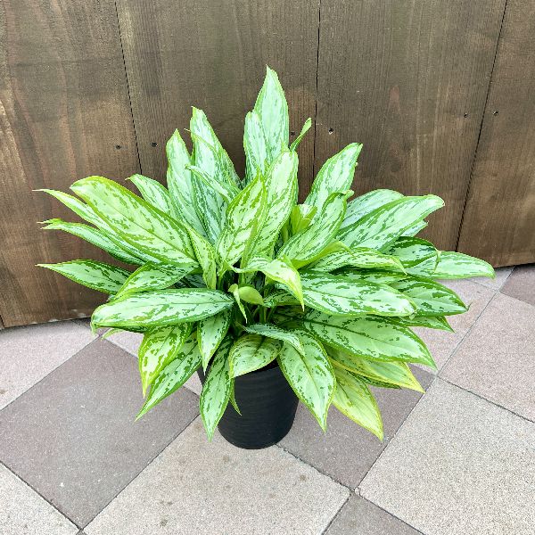 アグラオネマ キラークイーン