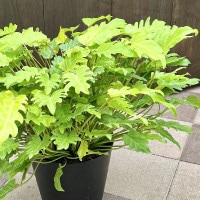 おしゃれ 観葉植物 ：フィロデンドロン ザナドゥ*10号 クッカバラ