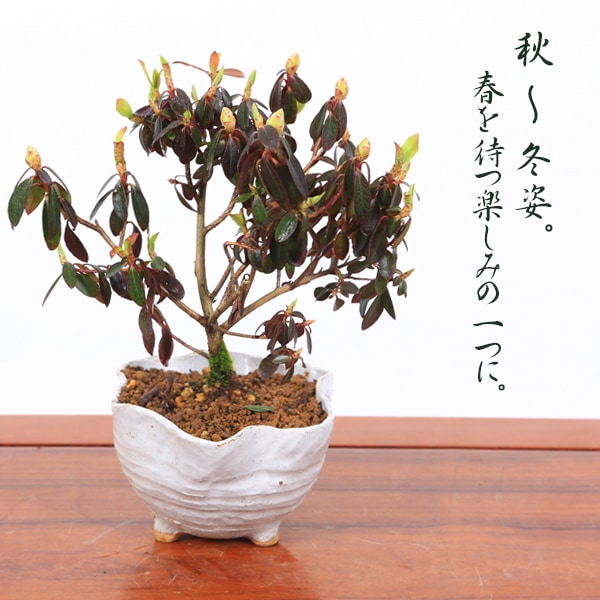 ミニ盆栽：ブルーツツジ*（信楽花型小鉢）＜2025年開花終了＞躑躅