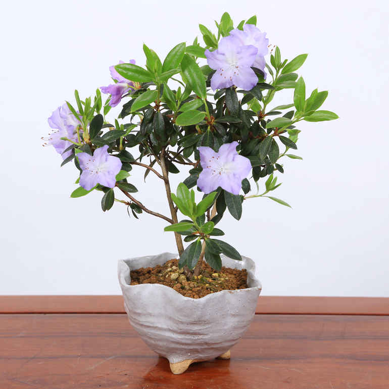 ミニ盆栽：ブルーツツジ*（信楽花型小鉢）＜2025年開花終了＞躑躅
