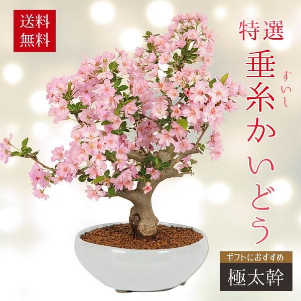 �ߺϡ��������������������ɤ��������ȭ��*��2026ǯ�ճ���ͽ��伫��Ǥ��ָ� bonsai