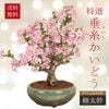 �ߺϡ��������������������ɤ��������;�Ŵȭ��*��2026ǯ���ֽ�λ�伫��Ǥ��ָ� bonsai