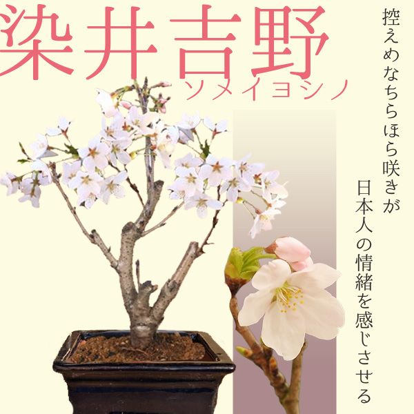 桜盆栽：染井吉野桜（紺縁付長方鉢） *<2025年春開花終了