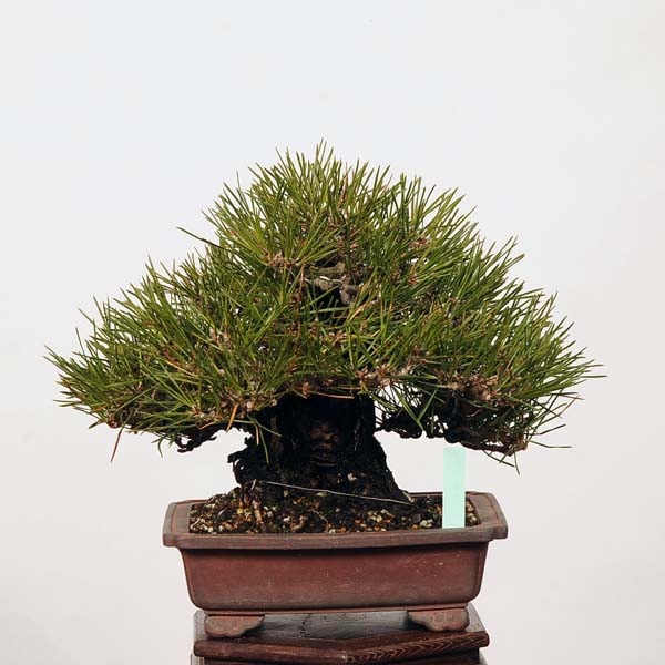 小品盆栽：特選三河黒松*現品 くろまつ クロマツ Kuromatsu | すべての