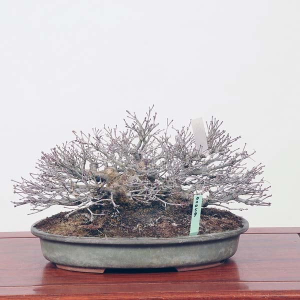 中品盆栽：特選山紅葉 現品*山もみじ モミジ Momiji | すべての商品