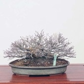 �����ߺϡ����������ա�����*����ߤ�����ߥ���Momiji