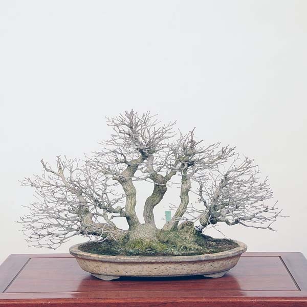 中品盆栽：特選山紅葉 現品*山もみじ モミジ Momiji | すべての商品