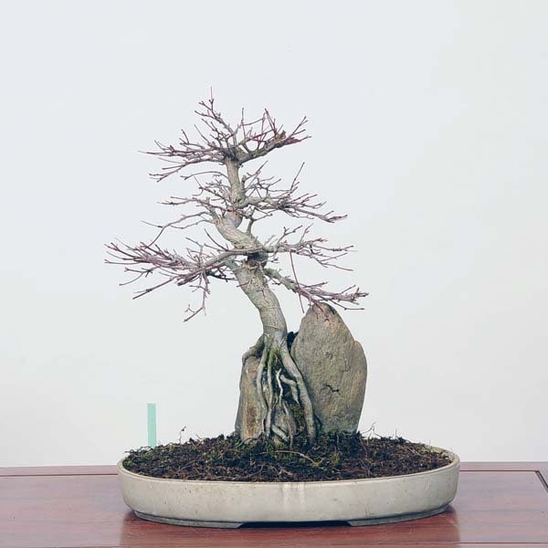 中品盆栽：特選山紅葉石付 現品*山もみじ モミジ Momiji