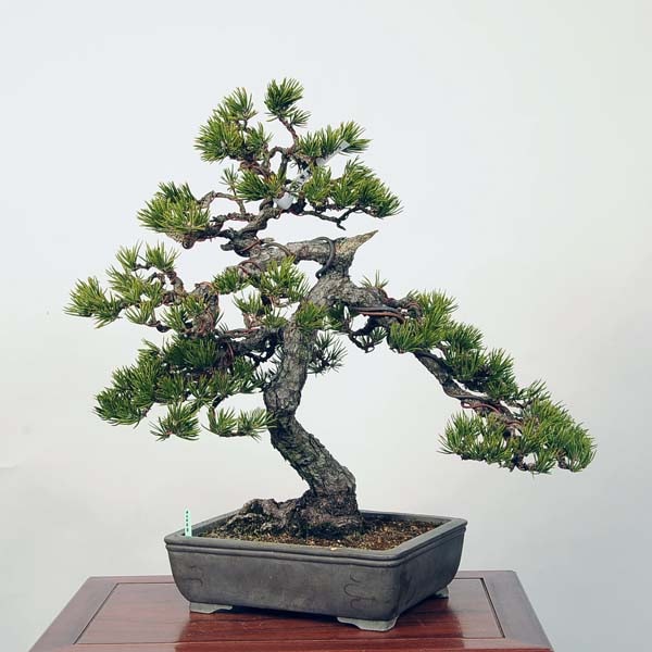 寸梢黒松の盆栽、黒松、赤松、五葉松、真ぱく盆栽 小品盆栽：寸梢黒松【現品】*【送料無料】 : 遊恵盆栽 Yahoo!店