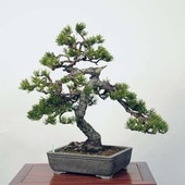 �����ߺϡ������������� ����*���󥷥祦  Sumsyou