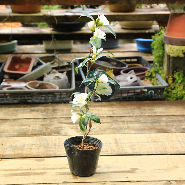 庭木 植木 苗 茶花:つばき (白侘助)* しろわびすけ ツバキ 椿 | 植木&庭木 | 遊恵盆栽 本店
