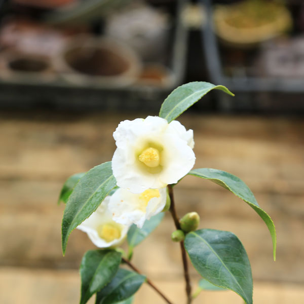庭木 植木 苗 茶花：つばき （白侘助）* しろわびすけ ツバキ 椿
