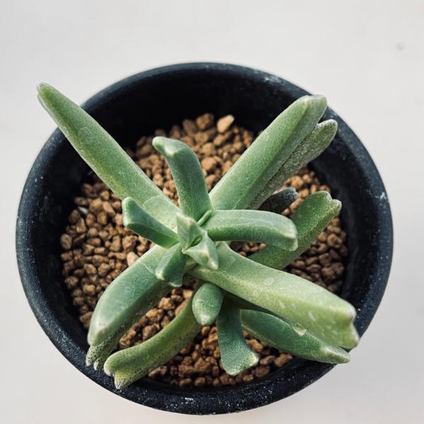 多肉植物：ロンボフィルム 快刀乱麻*葉幅7cm | サボテン＆多肉