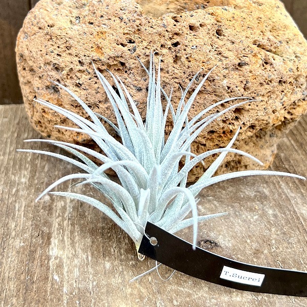 〈菫〉Tillandsia スークレイ　ティランジア　チランジア　エアープランツ 0000000108742_zaLBerN.jpg