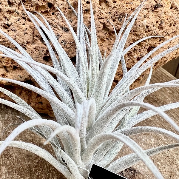 おしゃれ 観葉植物 エアープランツ：チランジア スークレイ* | 観葉