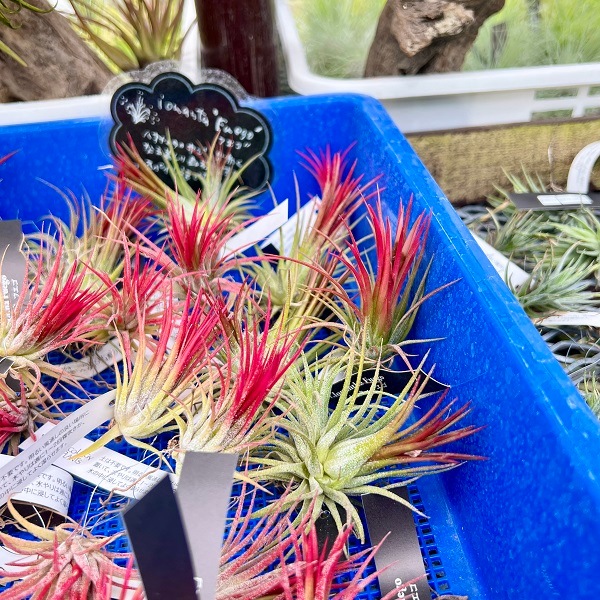 おしゃれ 観葉植物 エアープランツ：チランジア イオナンタ フエゴ