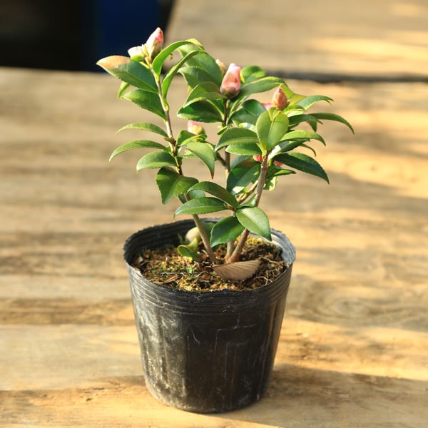 ���ڡ����ڡ��ġ������ءʹ��ν��*��α���ء��ˤ����ĤФ����˥����ĥХ�������ء��������