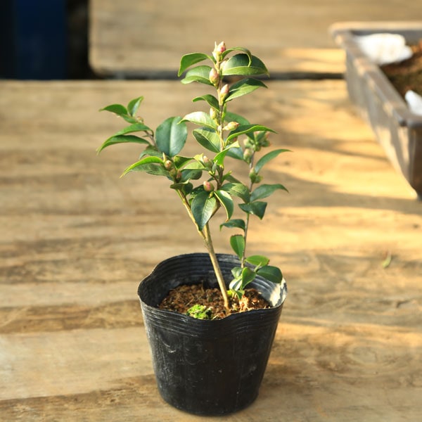 ���ڡ����ڡ��ġ������ءʥߥ��ء˥����ե�����*���ˤ����ĤФ����˥����ĥХ�������ء��������