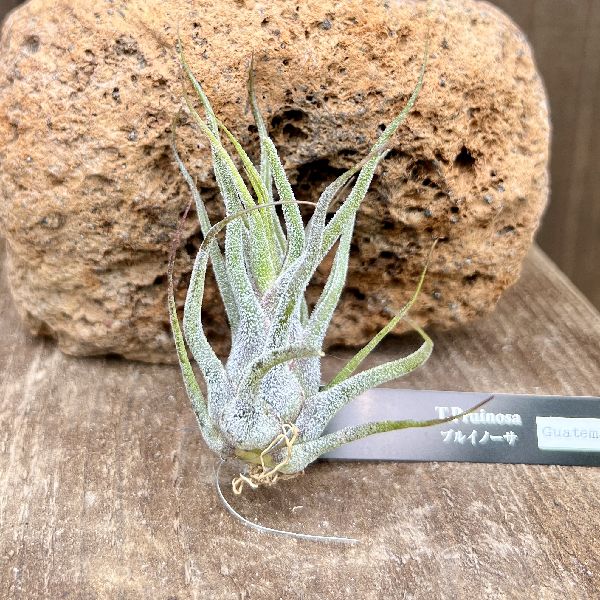 おしゃれ 観葉植物 エアープランツ：チランジア プルイノーサ