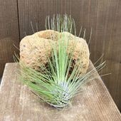 ������� ���տ�ʪ �������ץ��ġ�����󥸥� �ե���ե��ꥢ*�����ץ��� �ƥ���󥸥�