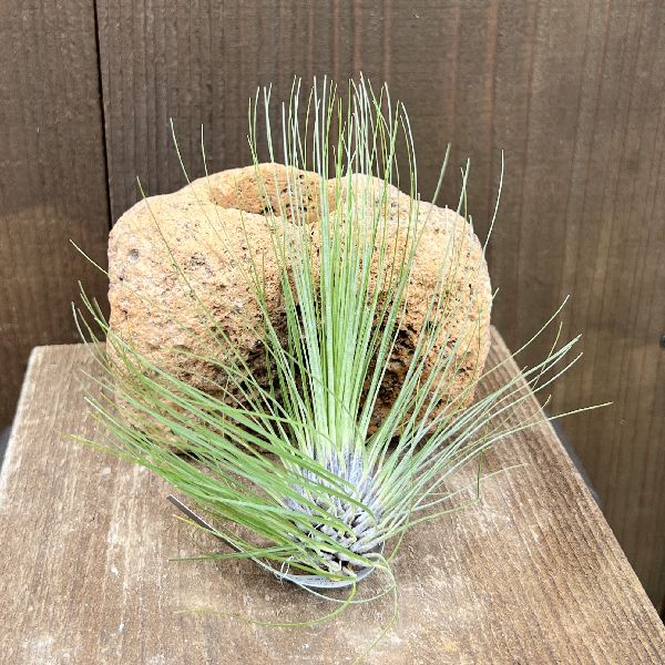 おしゃれ 観葉植物 エアープランツ：チランジア フィリフォリア*エア