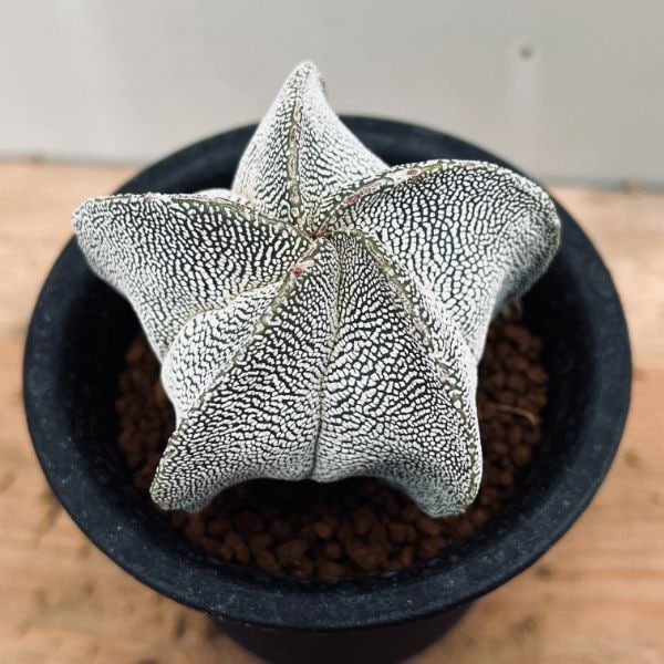 サボテン：白い鸞鳳玉（らんぽうぎょく）実生*S 幅5.5cm | サボテン