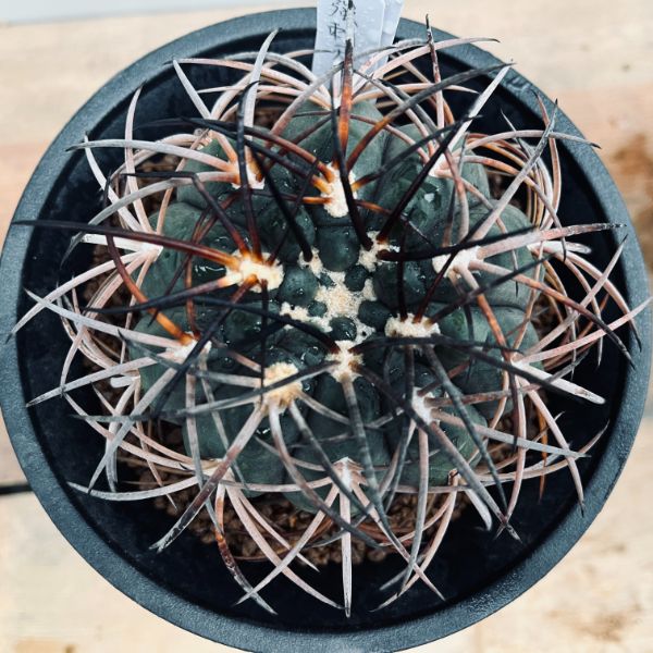 超特良！ギムノカリキウム 摩天竜x黒刺天平丸 実生 鉢ごと発送 サボテン 超特良！ギムノカリキウム 摩天竜x黒刺天平丸 実生 鉢ごと発送