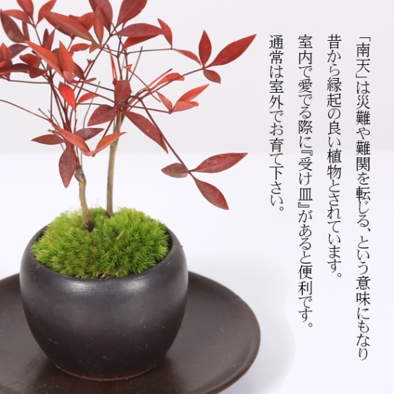 プチ盆栽：南天*＜苔・受け皿付き＞*丸陶器鉢 なんてん縁起物厄除け