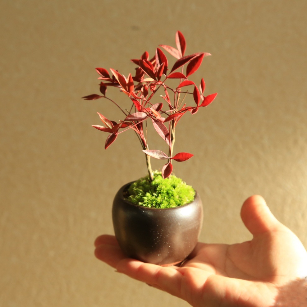 プチ盆栽：南天*＜苔・受け皿付き＞*丸陶器鉢 なんてん縁起物厄除け