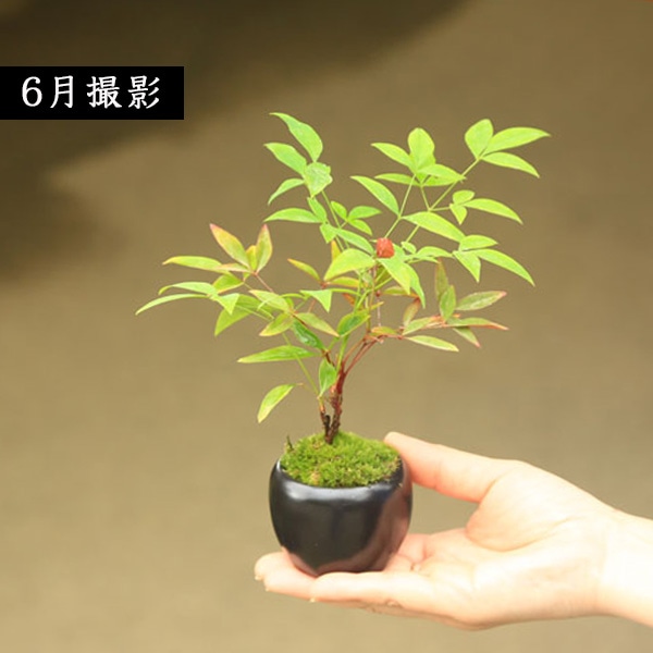 プチ盆栽：南天*＜苔・受け皿付き＞*丸陶器鉢 なんてん縁起物厄除け