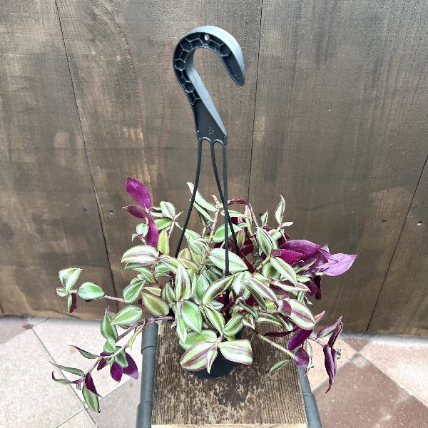 おしゃれ 観葉植物：トラディスカンチア セブリナ*4号 吊り鉢 トラカン