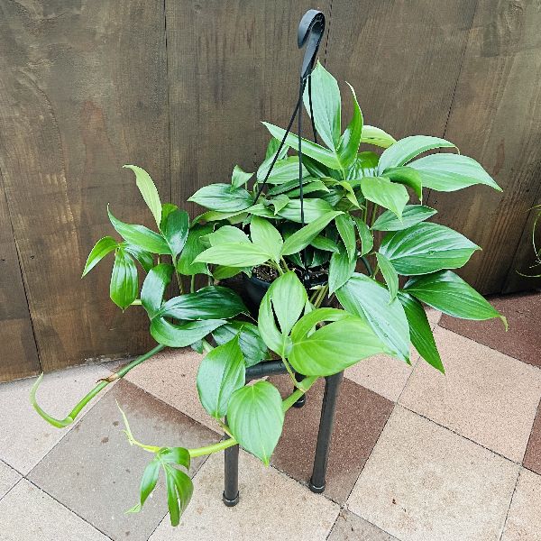 おしゃれ 観葉植物：エピプレナム ピナータム ドラゴンテール*7号 吊り 