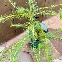 観葉植物 鉢花 苗：バンクシア ヌタンス*5号 Banksia nutans | 観葉