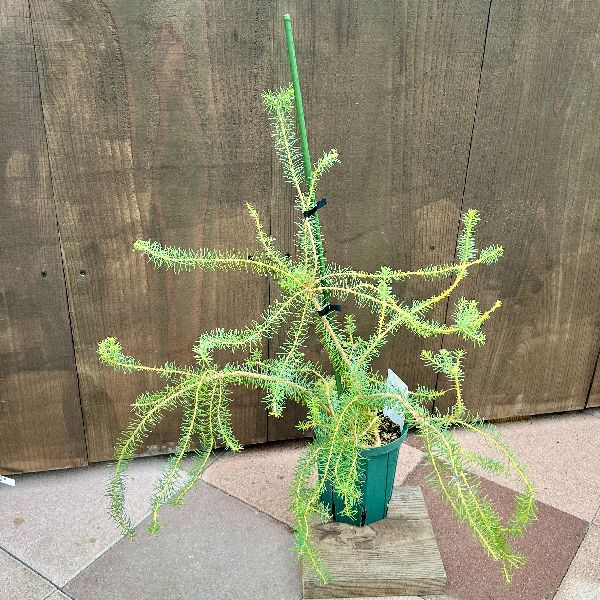 観葉植物 鉢花 苗：バンクシア ヌタンス*5号 Banksia nutans | 観葉