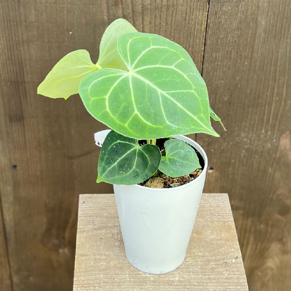 おしゃれ 観葉植物：アンスリウム クラリネルビウム*4号