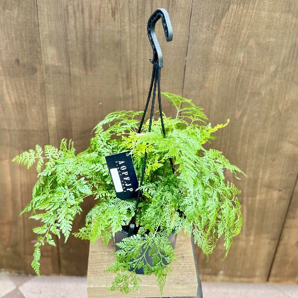 しのぶ シノブ シダ 直径20X高13cm 山野草 吊り下げ型観葉植物 商品