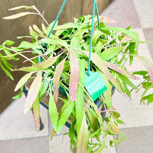 リプサリス ラムローサ Rhipsalis ramulosa 3．5号 吊り鉢