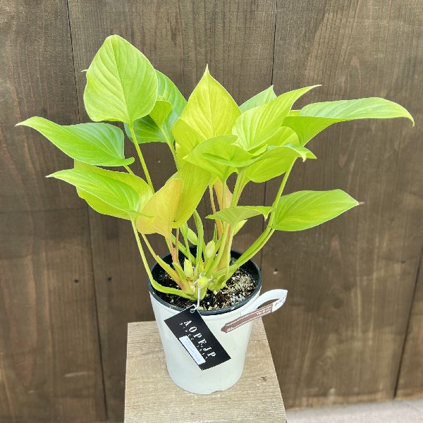 おしゃれ 観葉植物：ホマロメナ サンシャインジェム*5号 プラポット