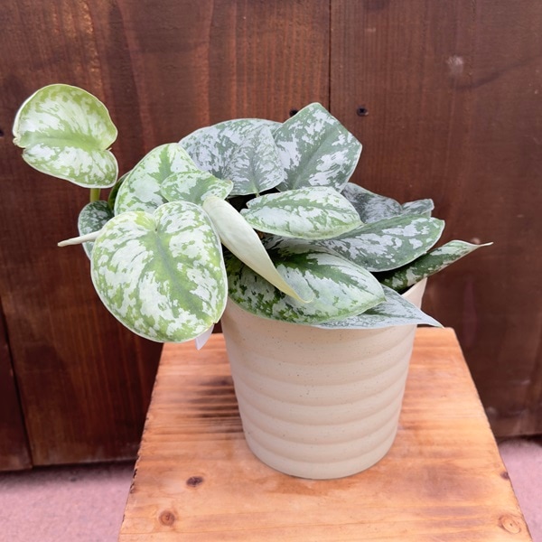 おしゃれ 観葉植物：シラフカズラ スキンダプサス*プラポット | 観葉