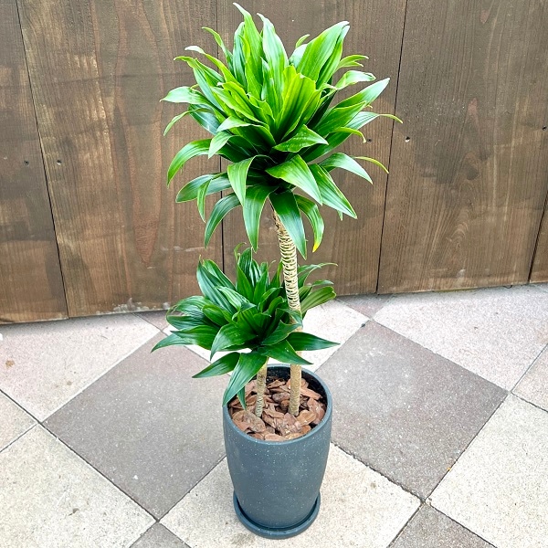 ドラセナ　コンパクタ　鉢皿付き おしゃれ 観葉植物：ドラセナ コンパクタ*陶器鉢 受皿付 バークチップ