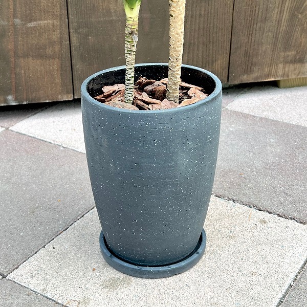 おしゃれ 観葉植物：ドラセナ コンパクタ*陶器鉢 受皿付 バークチップ