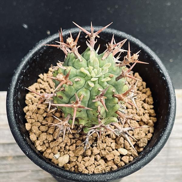 多肉植物：ユーフォルビア ステリスピナ 群星冠*幅3.5cm | サボテン