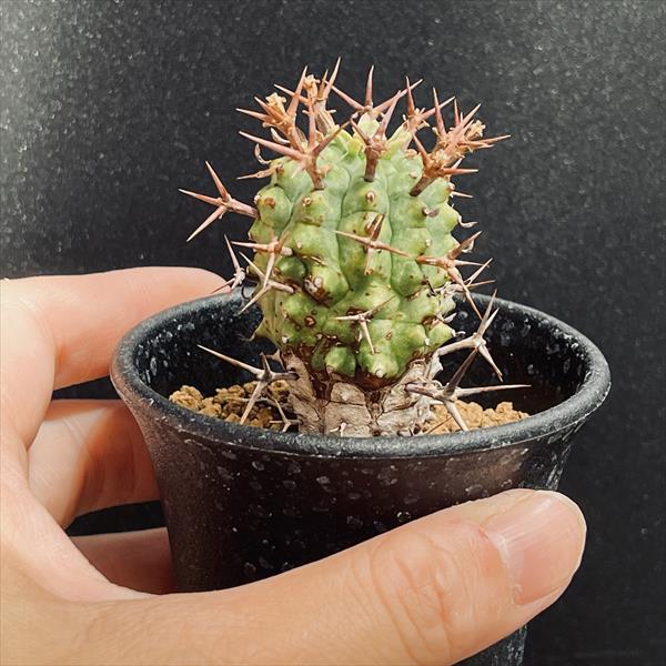 多肉植物：ユーフォルビア ステリスピナ 群星冠*幅3.5cm | サボテン