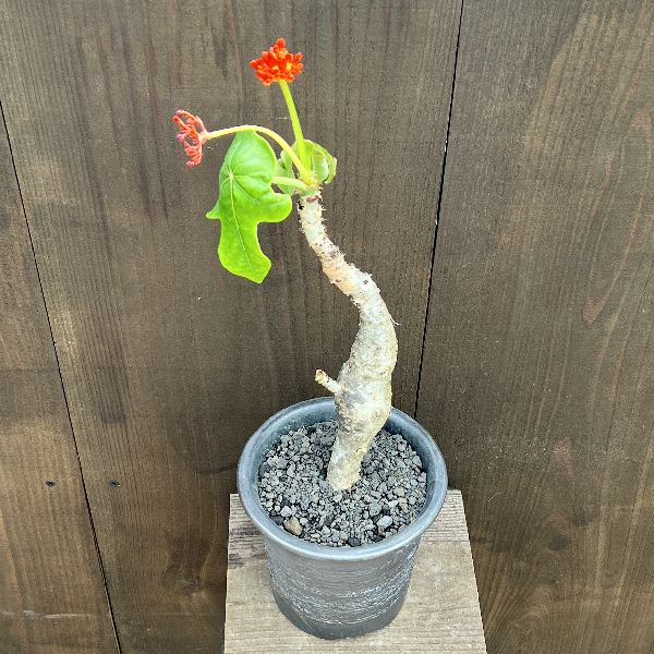 サンゴ油桐　25年株 おしゃれ 観葉植物：サンゴアブラギリ 鉢植え*珊瑚油桐 | 観葉植物