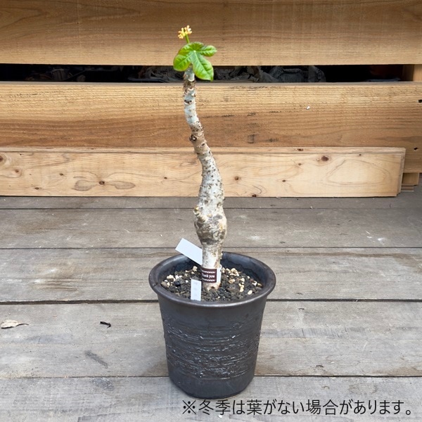 おしゃれ 観葉植物：サンゴアブラギリ 鉢植え*珊瑚油桐 | 観葉植物