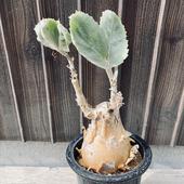 �����ǥå��������ե����ƥ�ޡ�����������*����9��������ʡ����ʸ¤�