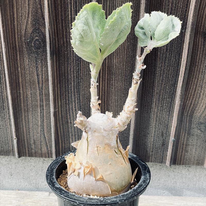 キフォステンマ　セイチアナ コーデックス：キフォステンマ セイチアナ*枝幅9cm 現品！一品限り