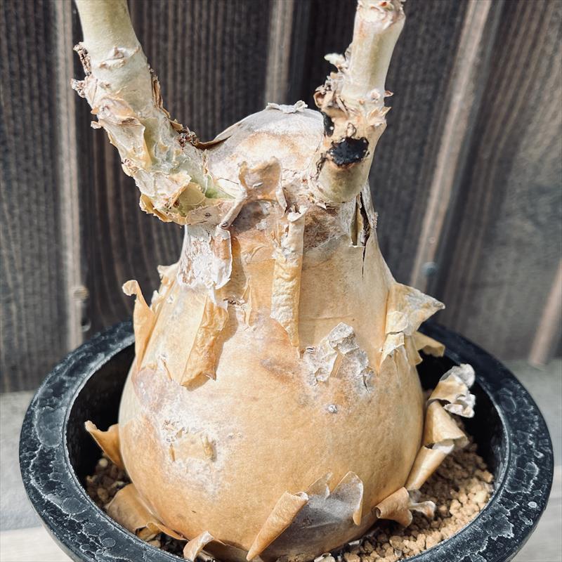 コーデックス：キフォステンマ セイチアナ*枝幅9cm 現品！一品限り