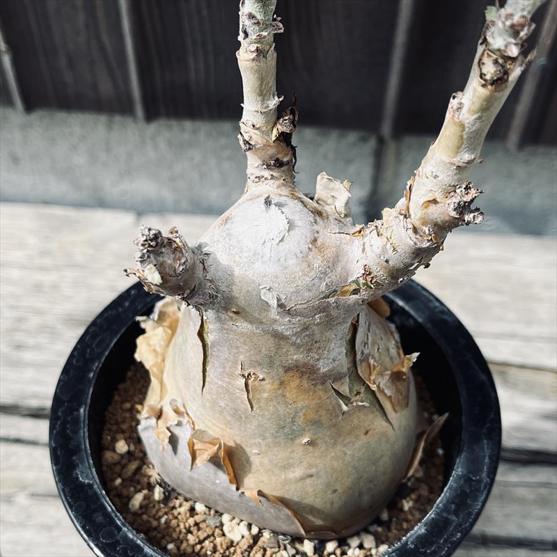 キフォステンマ　セイチアナ 超希少】キフォステンマ・セイチアナ - メルカリ